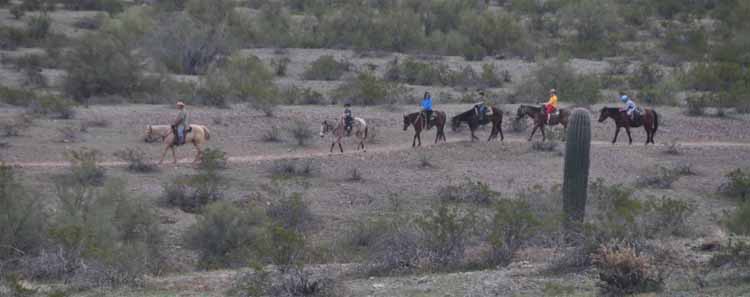 trail horses
